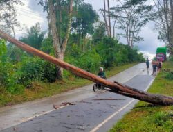 Pohon Sengon Tumbang Hambat Pengguna Jalan Antrian Panjang Kendaraanpun Terjadi