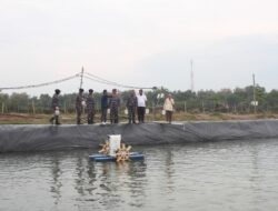 Lanal Lhokseumawe Tebar Ratusan Ribu Benih Udang Vaname