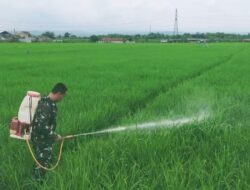 Babinsa Pegambiran Dampingi Poktan Sirandu Jaya Lakukan Penyemprotan Tanaman Padi