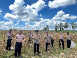 Guna Tingkatkan Ketahanan Pangan, Brimob Aramiyah Sukses Panen Perdana Jagung 3 Ton.