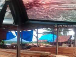 Semaraknya Kilang Kayu Ilegal Penegakkan Hukum’ Di Pertanyakan