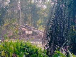 Tambang Emas Ilegal Di Desa Peniti Diduga Kebal Hukum, Ada Setoran Rutin ke Oknum APH ?
