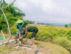 Tingkatkan Hanpangan di Wilayah, Babinsa Lakukan Pendampingan Petani