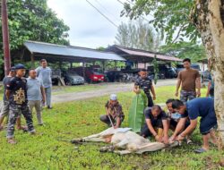 Lanal Simeulue Laksanakan Pemotongan Hewan Qurban Dalam Rangka Hari Raya Idul Adha 1446 H/2025