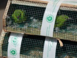 BKHIT Kalbar Gagalkan Penyelundupan 173 Burung Liar di Pontianak