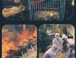 Bea Cukai Langsa Disanyalir Bisanya Tangkap Bakar Barang Ilegal Gembong Bebas Beraksi lagi