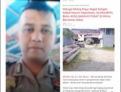 Oknum Polisi Berpangkat AIPDA Diduga Pemilik Kilang Kayu Dan Dalang Ilegal Logging Di Kab.Bireuen Merasa Kebal Hukum Kapolres Bireun Tutup Mata