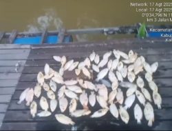 PETI Sekadau Bikin Ikan Keramba Mati Massal, Warga Minta Presiden Prabowo Turun Tangan