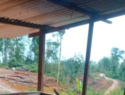 Panglong Kayu Raksasa Di Duga Ilegal Bebas Beroperasi Di Paru – Paru Dunia APH Disanyalir Tutup Mata