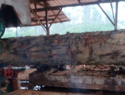 Kilang Kayu Di Tengah Hutan Beutong Ateuh Di Duga Ilegal Dampaknya Bisa Menyebabkan Deforestasi
