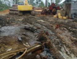 Kilang Kayu Di Tengah Hutan Beutong Ateuh Di Duga Ilegal Yang Diduga Kuat Salah Satu Penyebab Bencana
