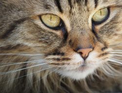 Cara Membersihkan Mata Kucing Tanpa Drama