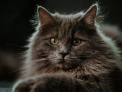 7 Fakta Menarik Mengenai Kucing Maine Coon
