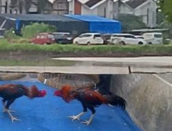 Judi Sabung Ayam Sedati Diduga Direstui Oknum Polsek Sedati Warga Pertanyakan Sikap Polsek dan Lurah