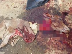 Pelaksanaan Pembagian Daging Meugang Di Kota Langsa Di Duga Berjalan Dengan Juknis Yang Tak Baik